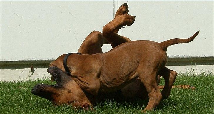 Rhodesian ridgeback       "Bhara Bhara" Jengo - Leger med Casja billede 16