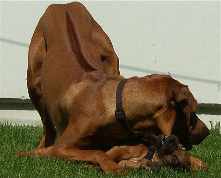 Rhodesian ridgeback       "Bhara Bhara" Jengo - Leger med Casja billede 17