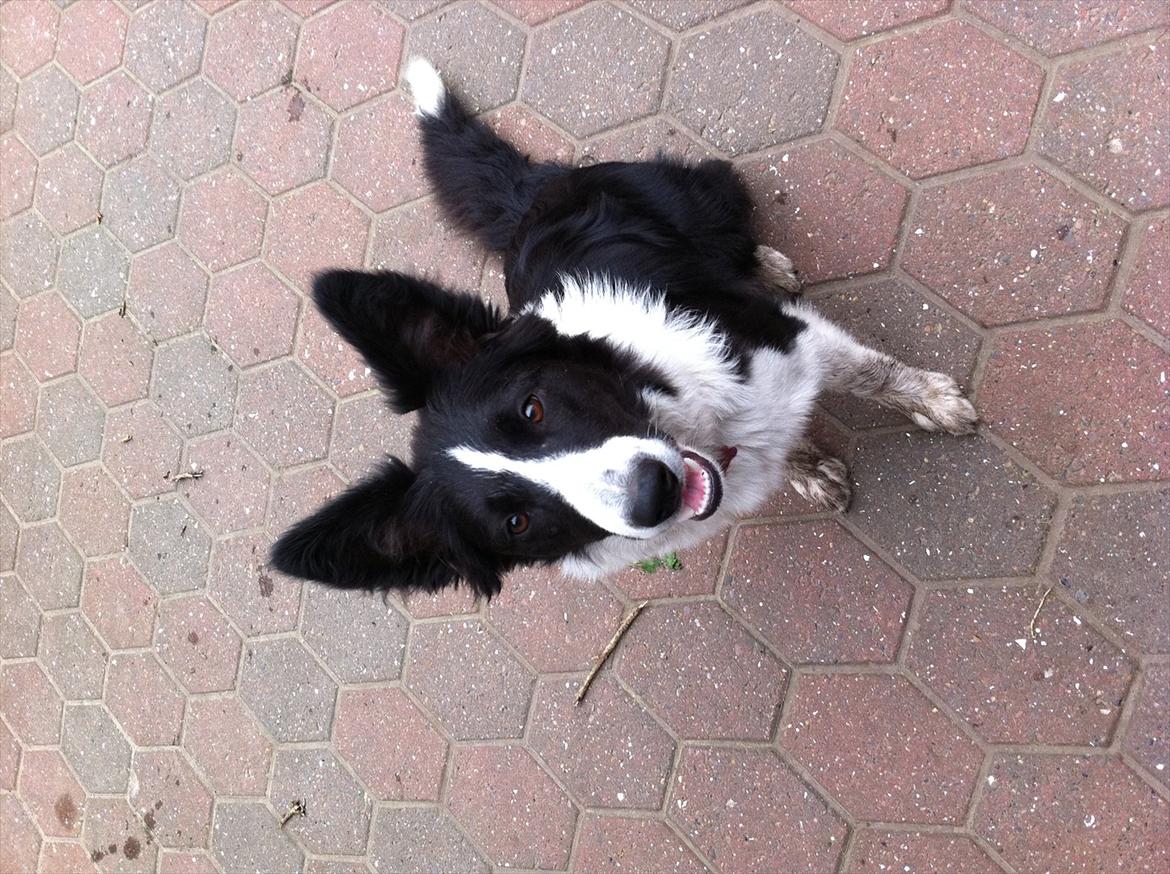 Border collie Laika billede 6