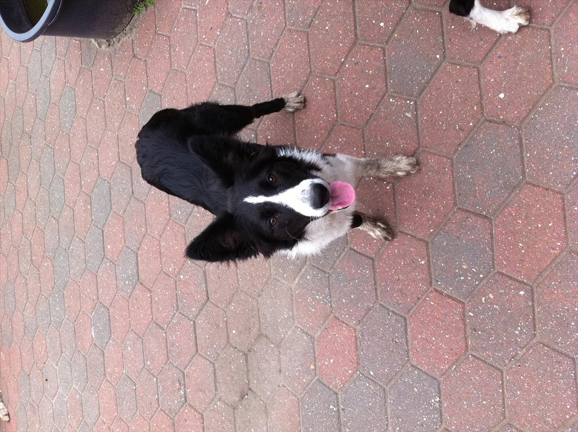 Border collie Laika billede 8