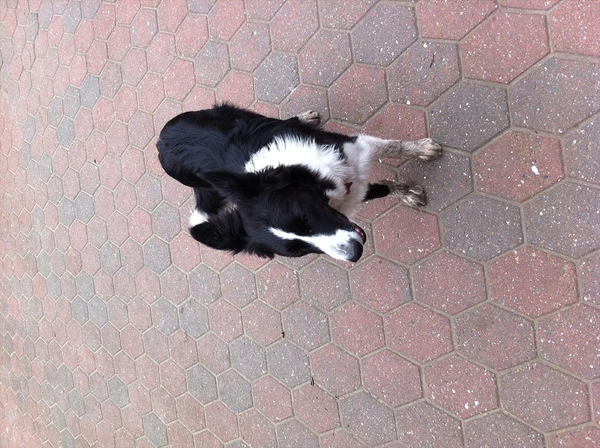 Border collie Laika billede 9