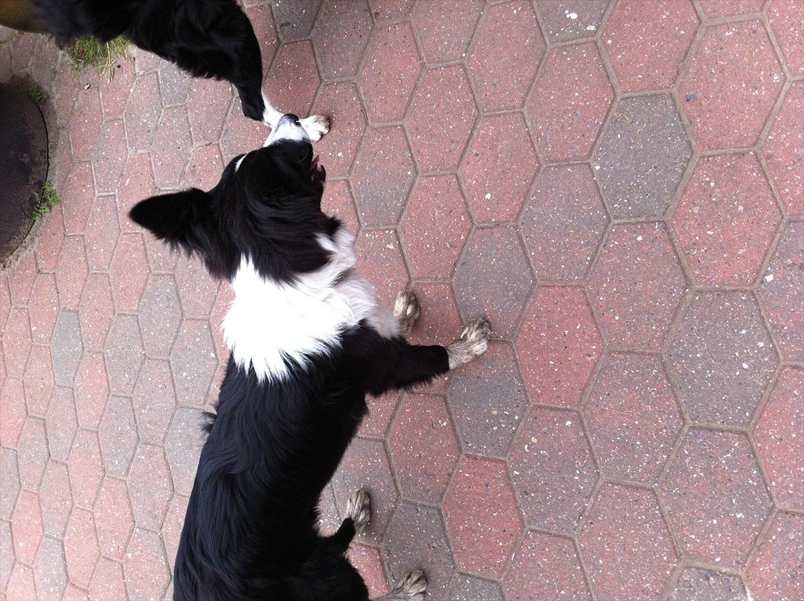 Border collie Laika billede 10