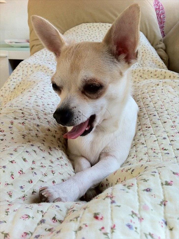 Chihuahua Monique billede 15