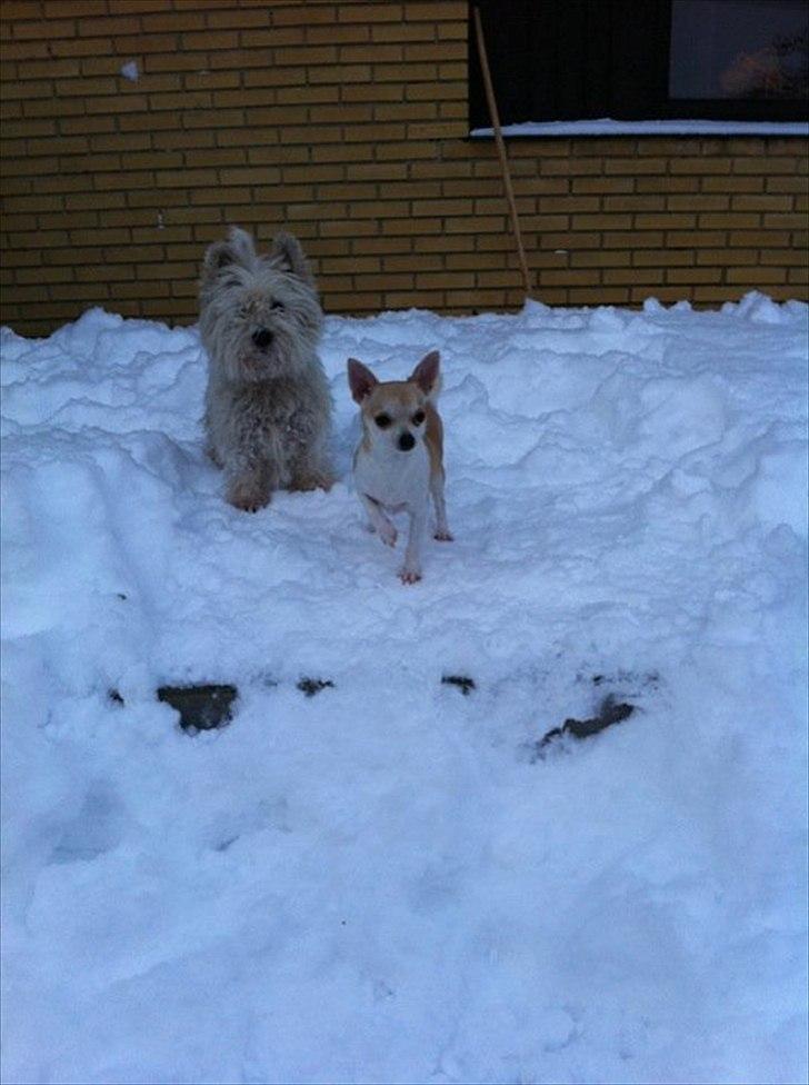 Chihuahua Monique - leg i haven med mormors hunde billede 18