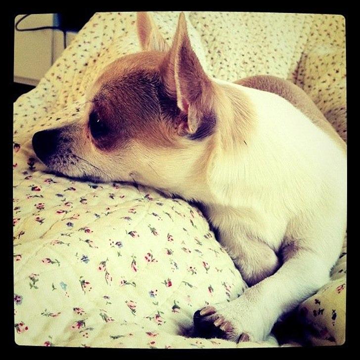 Chihuahua Monique billede 19