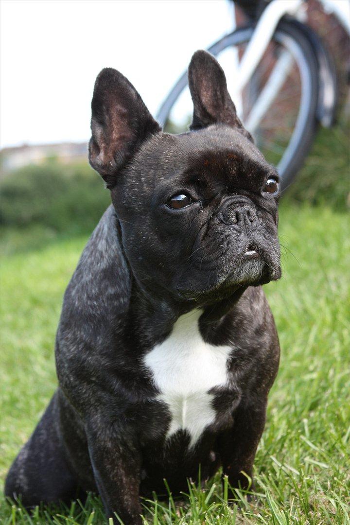 Fransk bulldog Aja billede 13