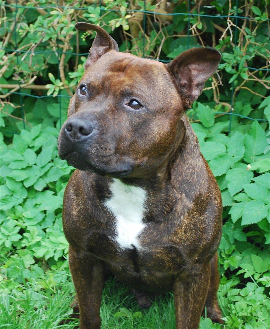 Staffordshire bull terrier Cæzar billede 1