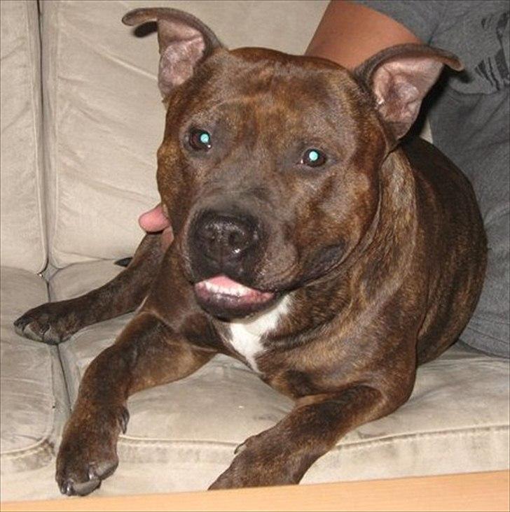 Staffordshire bull terrier Cæzar billede 10
