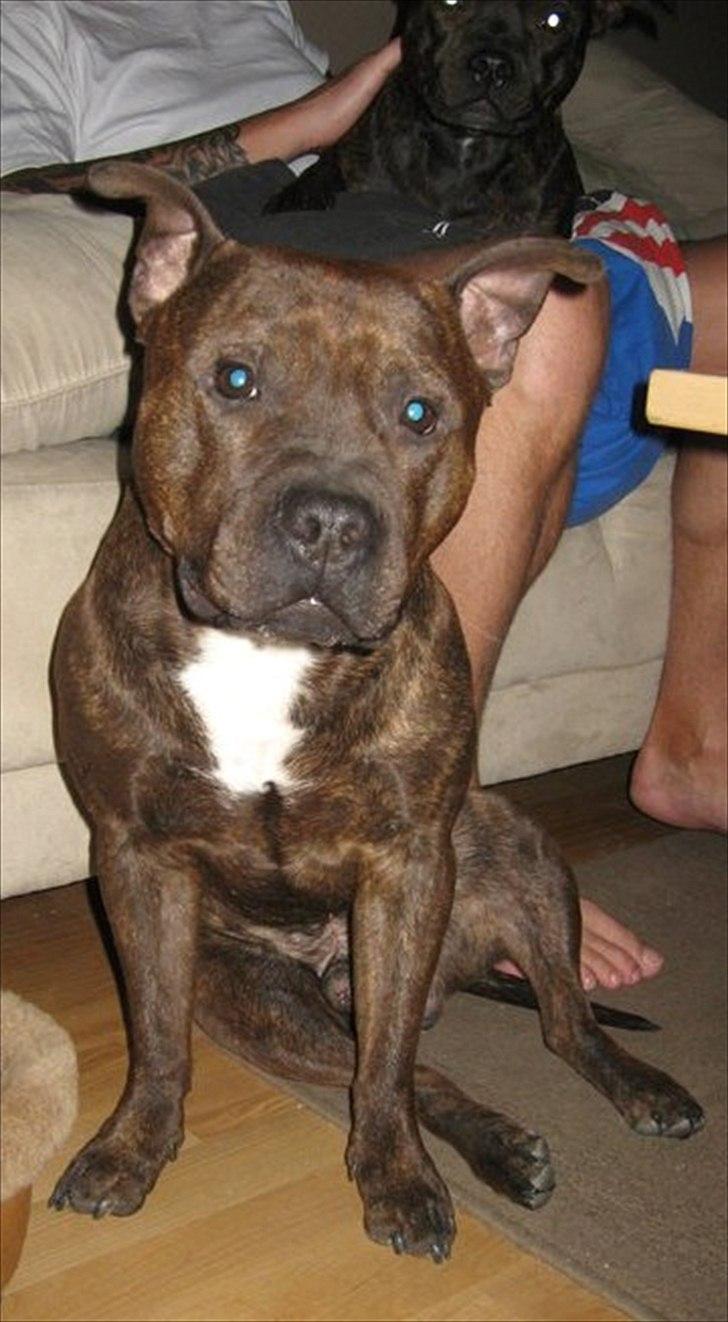 Staffordshire bull terrier Cæzar billede 11