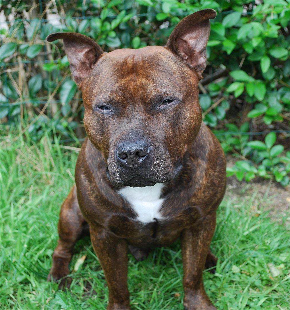 Staffordshire bull terrier Cæzar billede 6