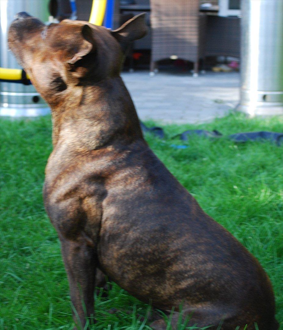 Staffordshire bull terrier Cæzar billede 7