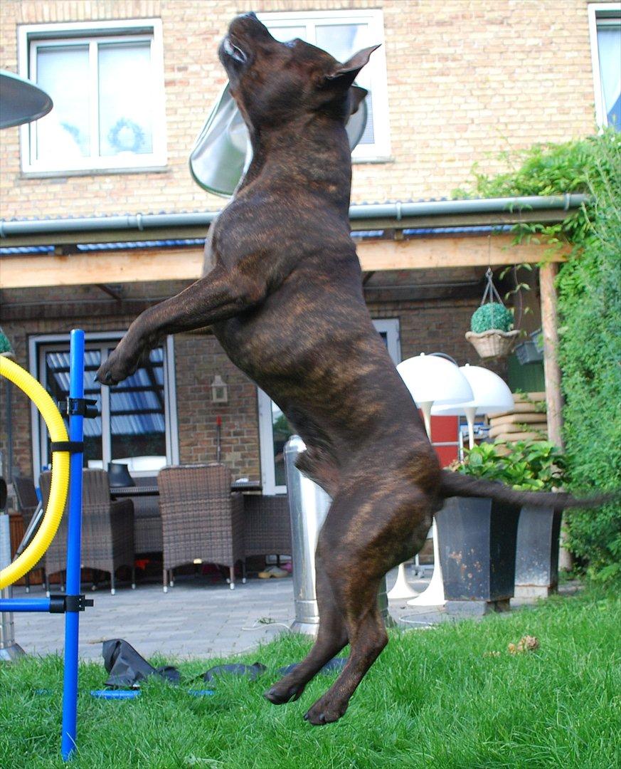 Staffordshire bull terrier Cæzar billede 9