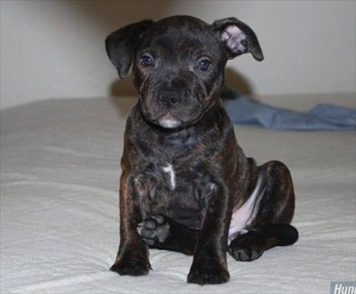 Staffordshire bull terrier Coco billede 13