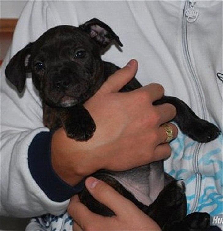 Staffordshire bull terrier Coco billede 8