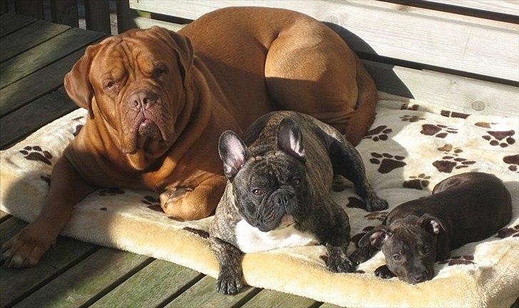 Staffordshire bull terrier Coco billede 9