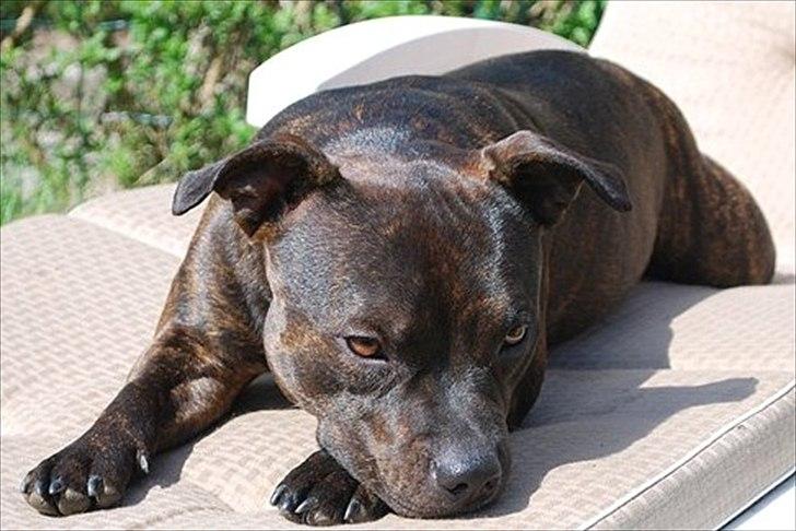 Staffordshire bull terrier Coco billede 4
