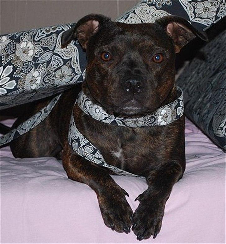 Staffordshire bull terrier Coco billede 11