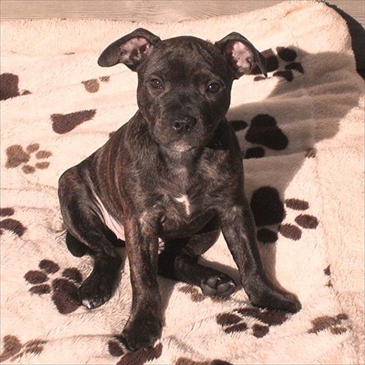 Staffordshire bull terrier Coco billede 1
