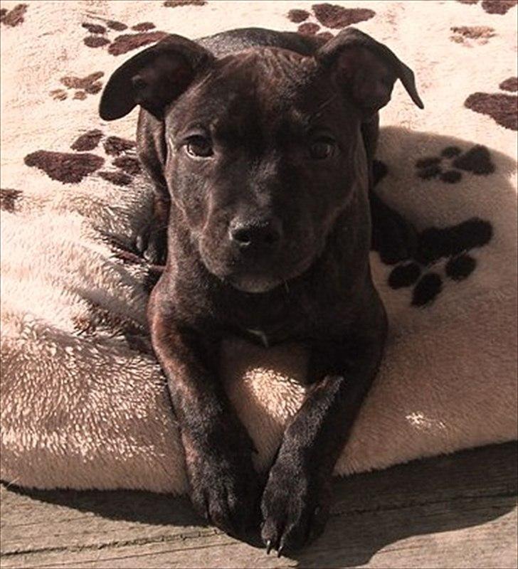 Staffordshire bull terrier Coco billede 12