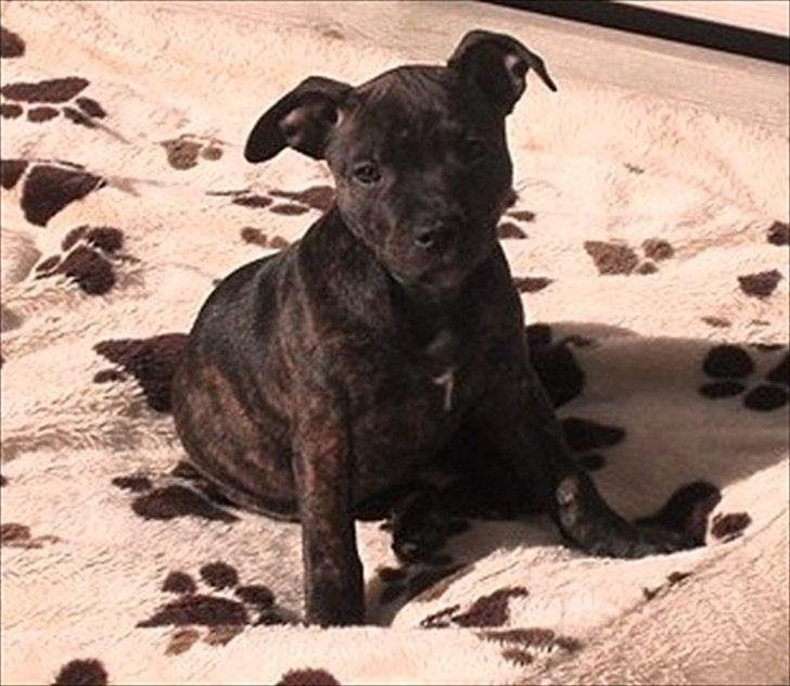Staffordshire bull terrier Coco billede 16