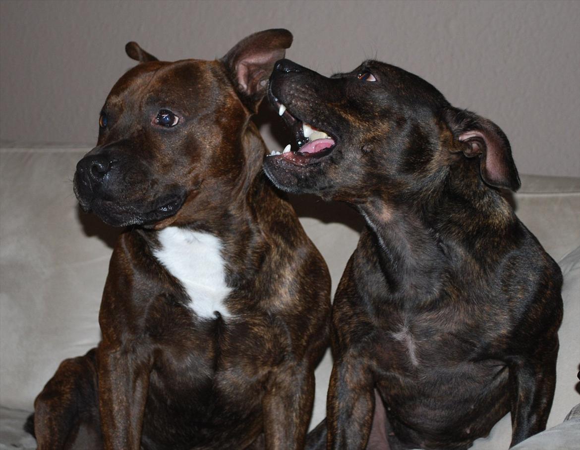 Staffordshire bull terrier Coco billede 17