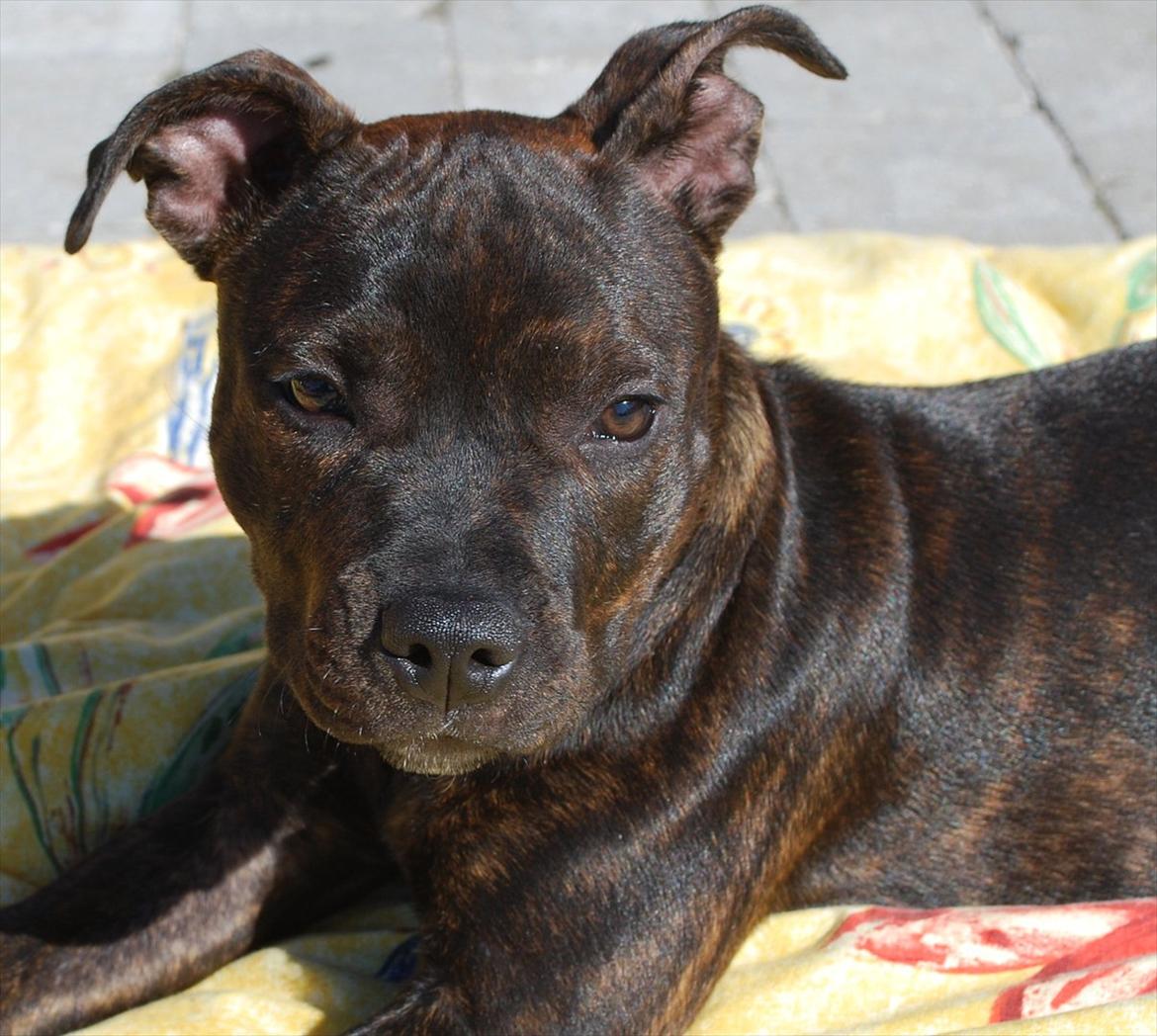 Staffordshire bull terrier Coco billede 5
