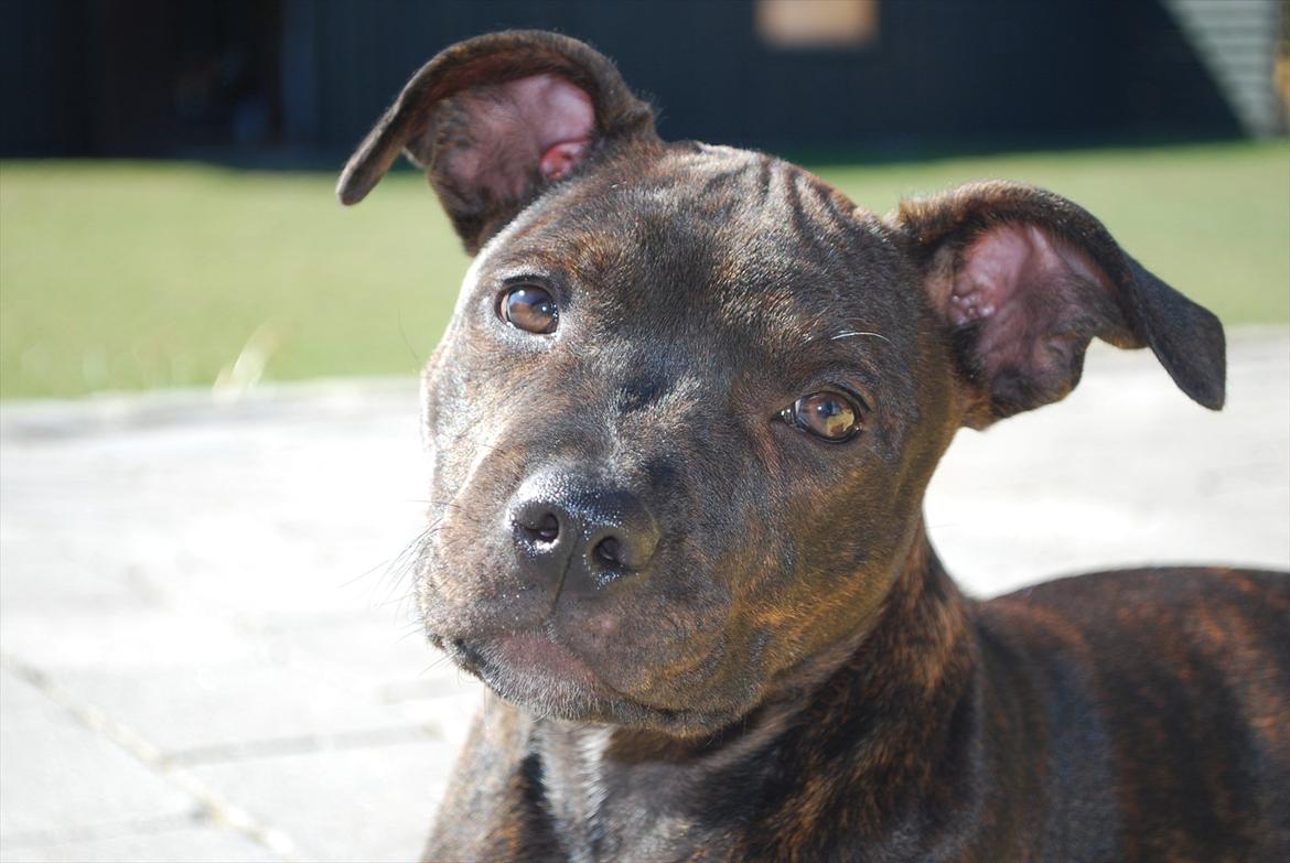 Staffordshire bull terrier Coco billede 7