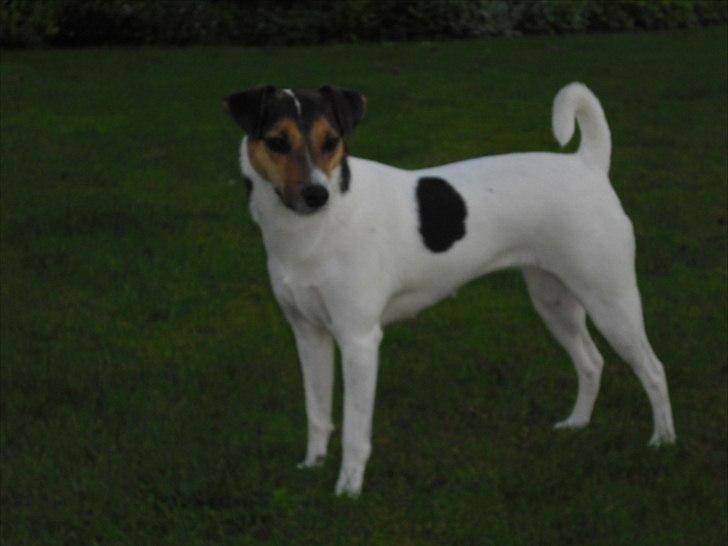 Dansk svensk gaardhund Jack russell Cookie - Helt nyt billede.
sommeren 2011. billede 12