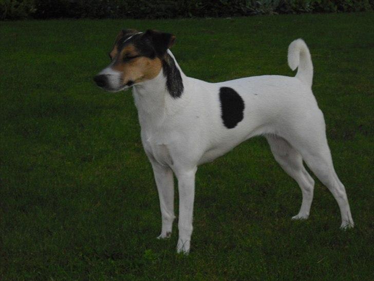 Dansk svensk gaardhund Jack russell Cookie - Helt nyt billede.
sommeren 2011 - min store pige. billede 13