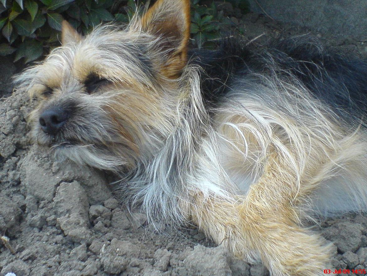 Blanding af racer Chico billede 7