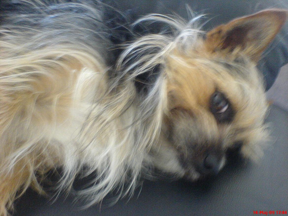 Blanding af racer Chico billede 8