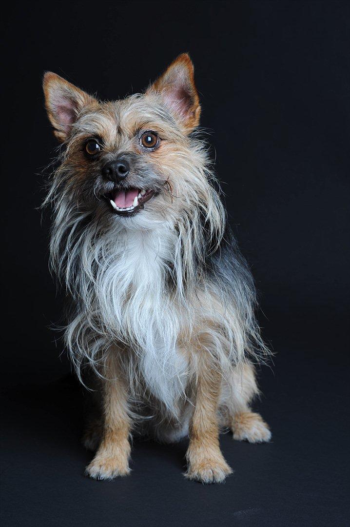 Blanding af racer Chico billede 9