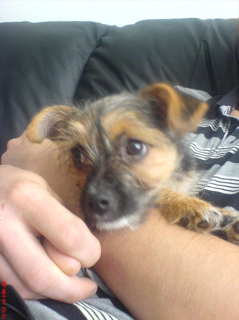 Blanding af racer Chico billede 10