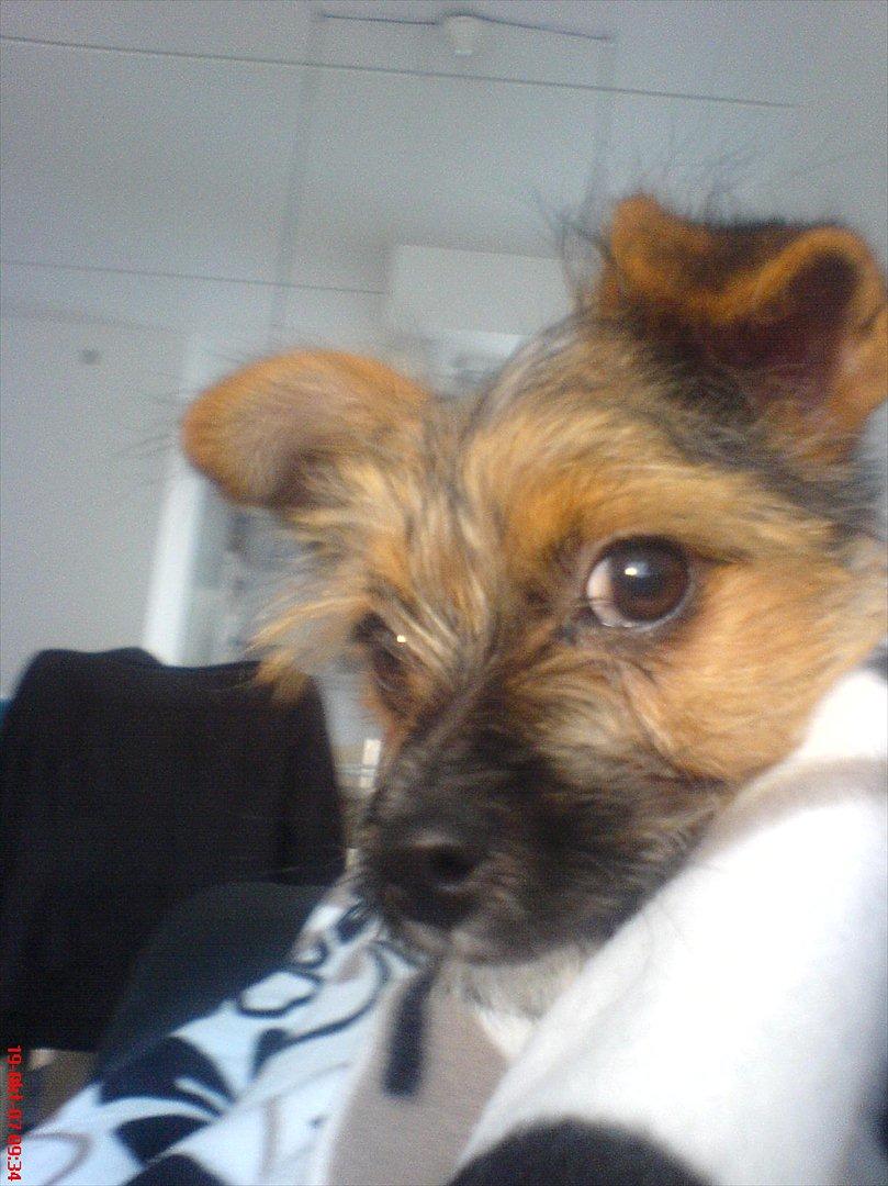 Blanding af racer Chico billede 11