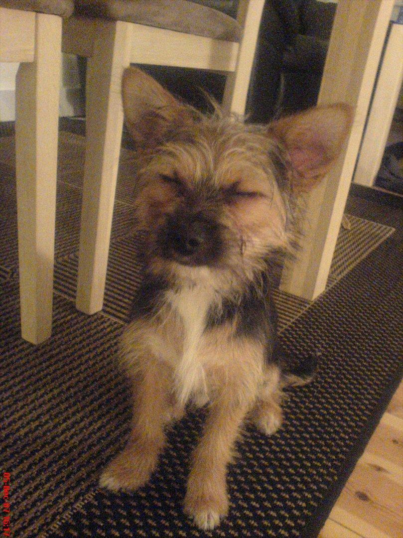 Blanding af racer Chico billede 12