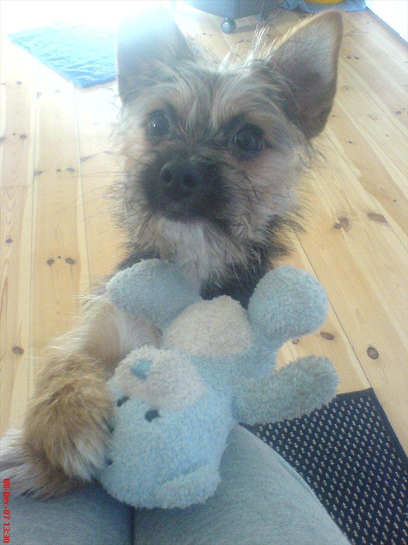 Blanding af racer Chico billede 13