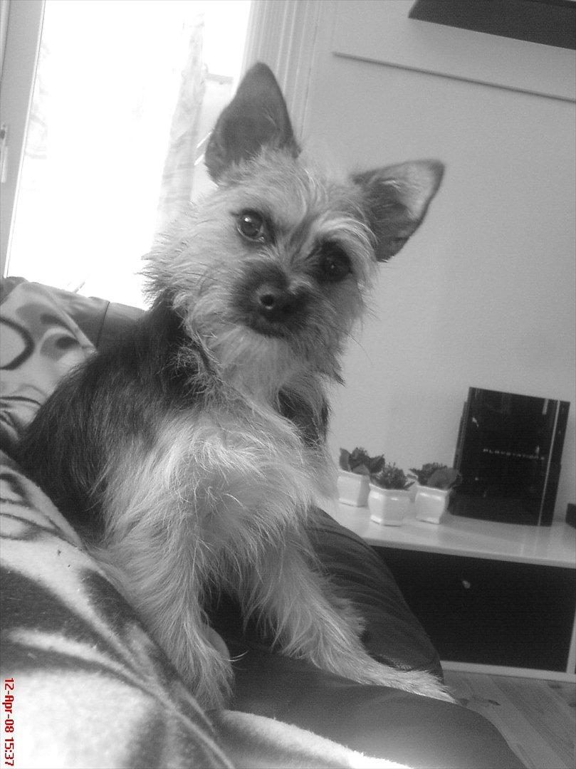 Blanding af racer Chico billede 14