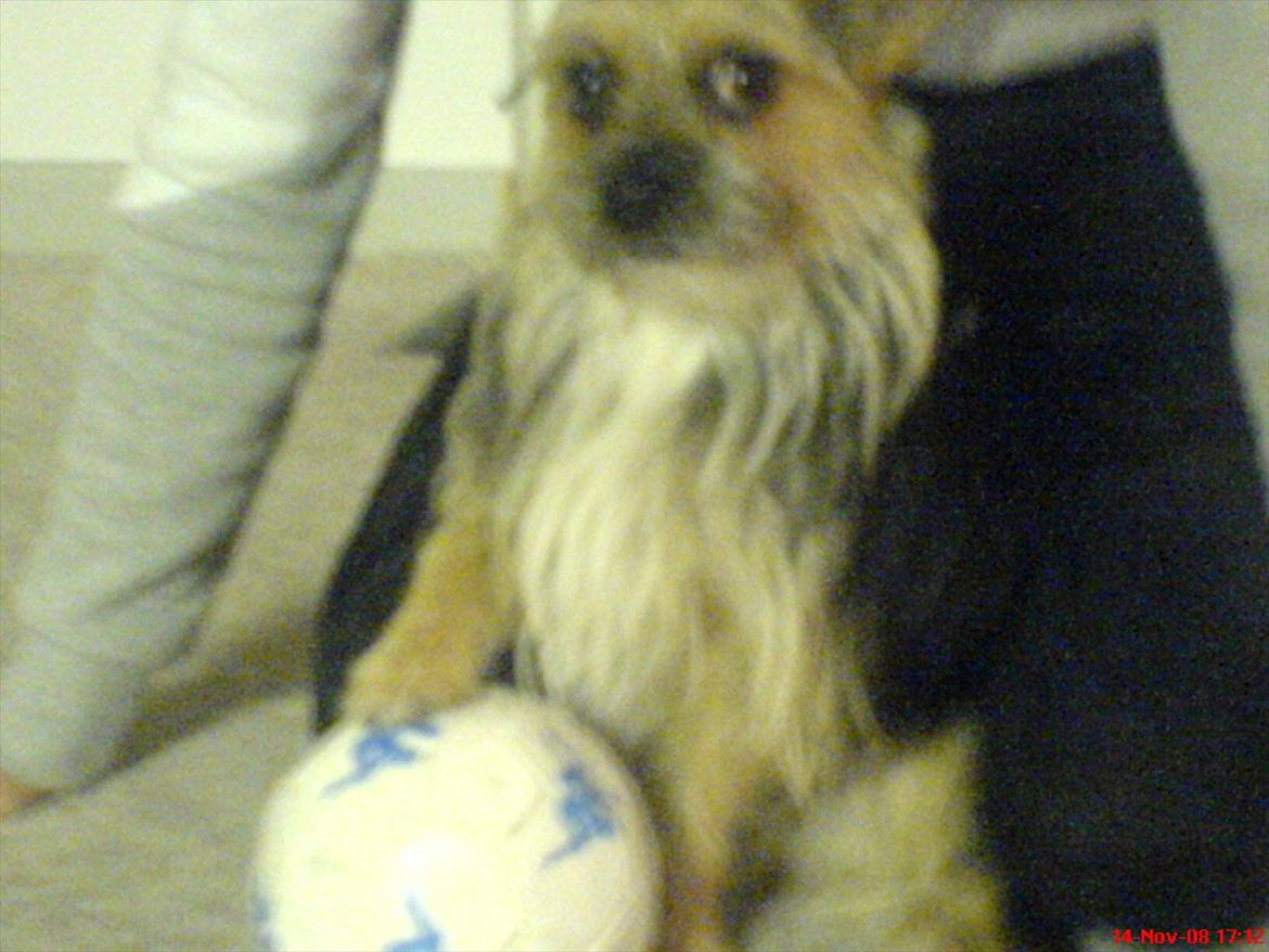 Blanding af racer Chico billede 15