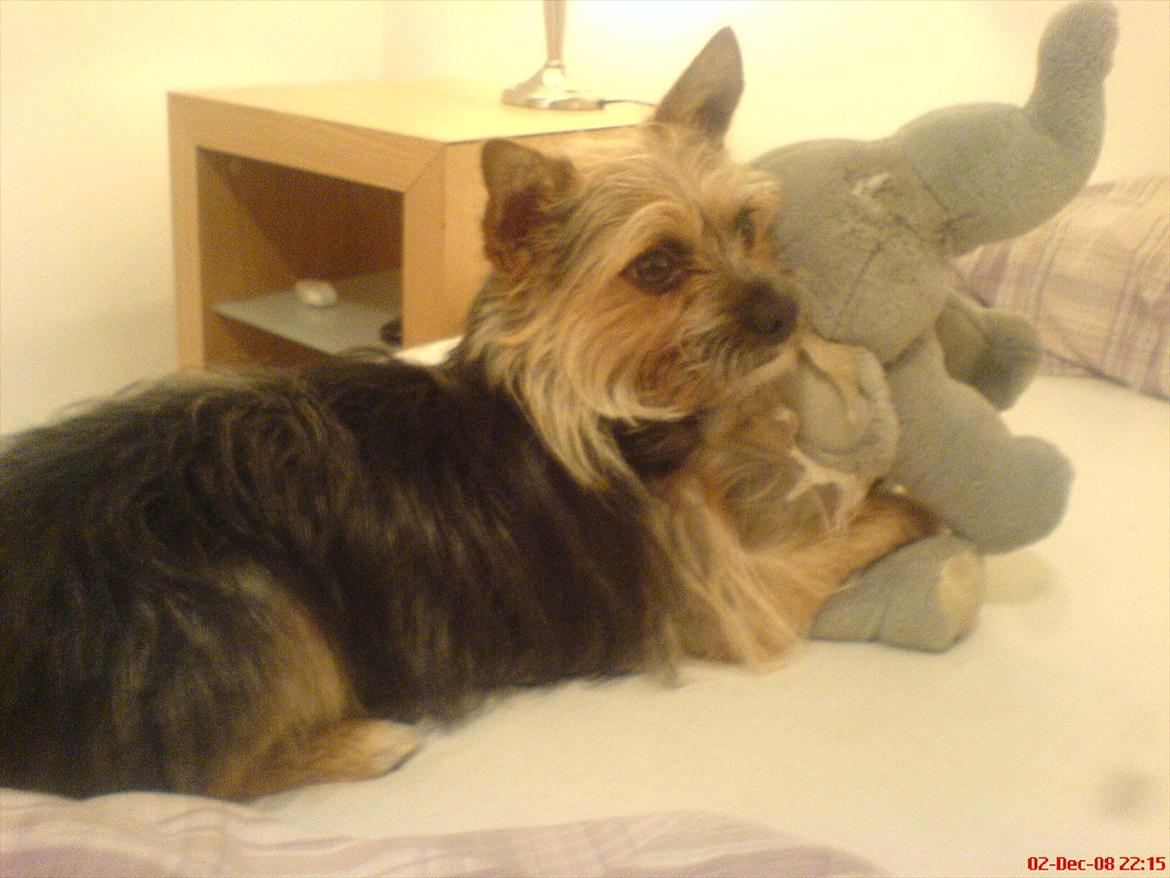 Blanding af racer Chico billede 16