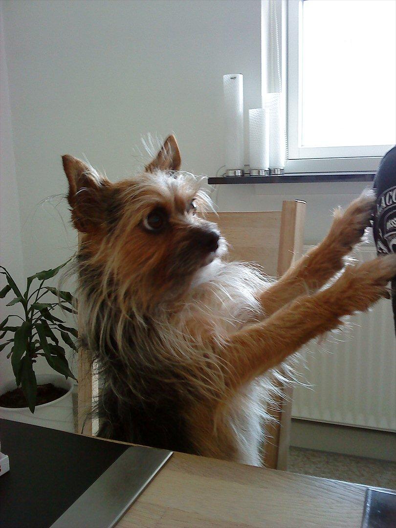 Blanding af racer Chico billede 17