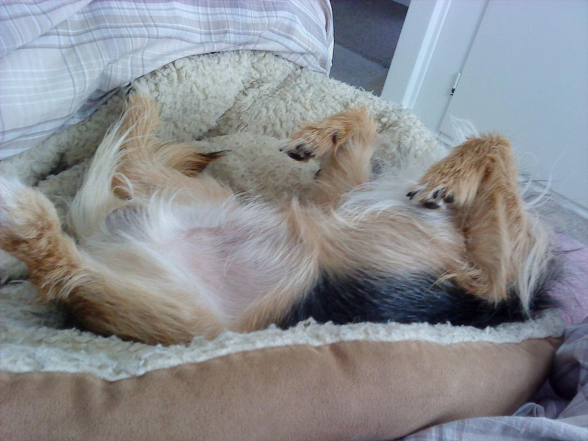 Blanding af racer Chico billede 18