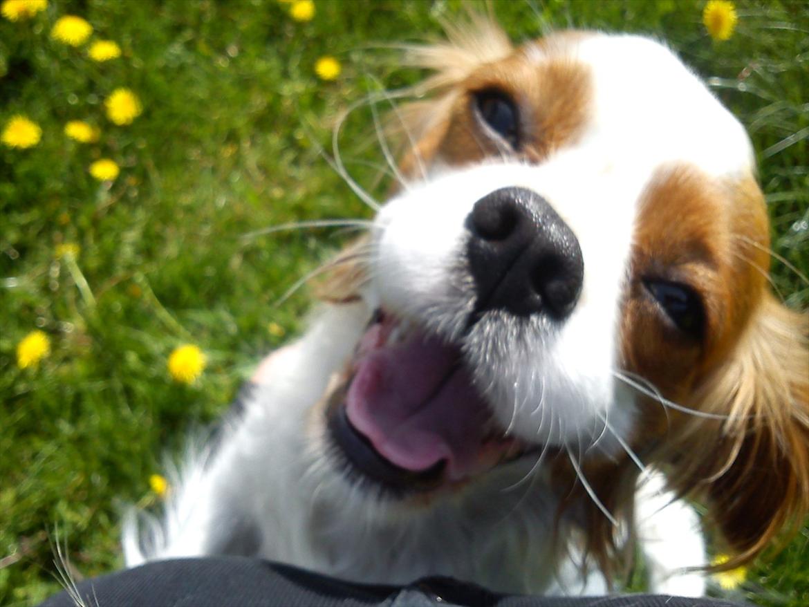 Cavalier king charles spaniel Fie - Velkommen Til Fies Profil billede 1