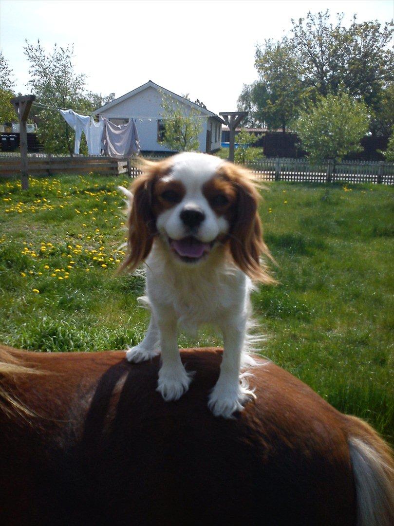 Cavalier king charles spaniel Fie billede 2