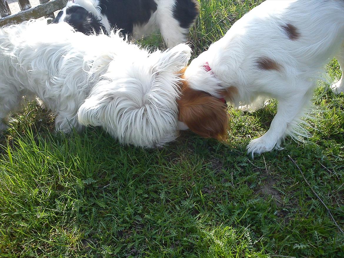 Cavalier king charles spaniel Fie billede 3