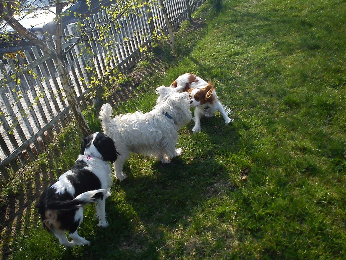 Cavalier king charles spaniel Fie billede 4