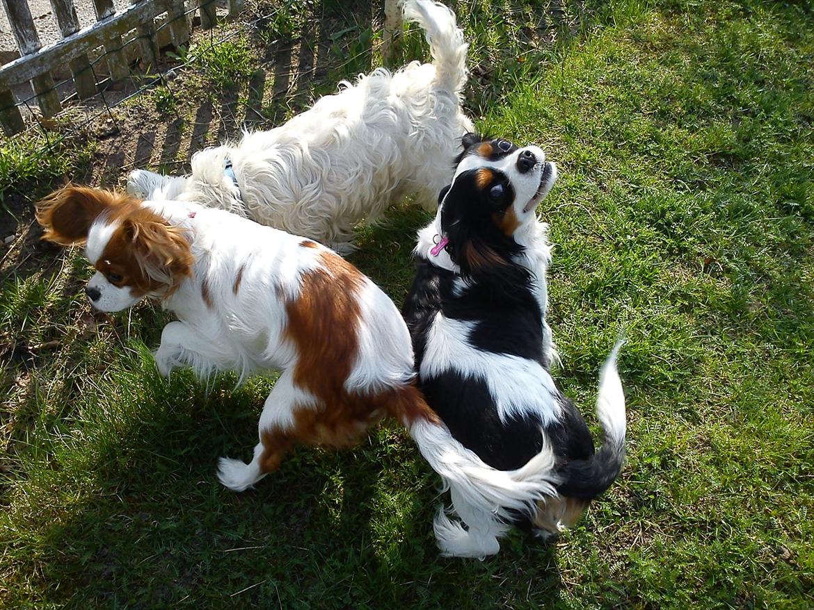 Cavalier king charles spaniel Fie billede 5