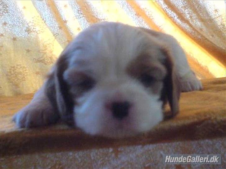 Cavalier king charles spaniel Fie - baby fie hun var født hvid men fik pletter billede 6