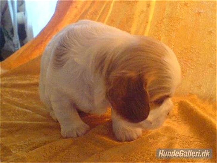 Cavalier king charles spaniel Fie - baby fie billede 7