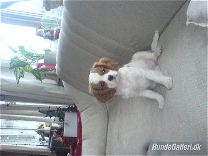 Cavalier king charles spaniel Fie - er jeg ikke smuk billede 8