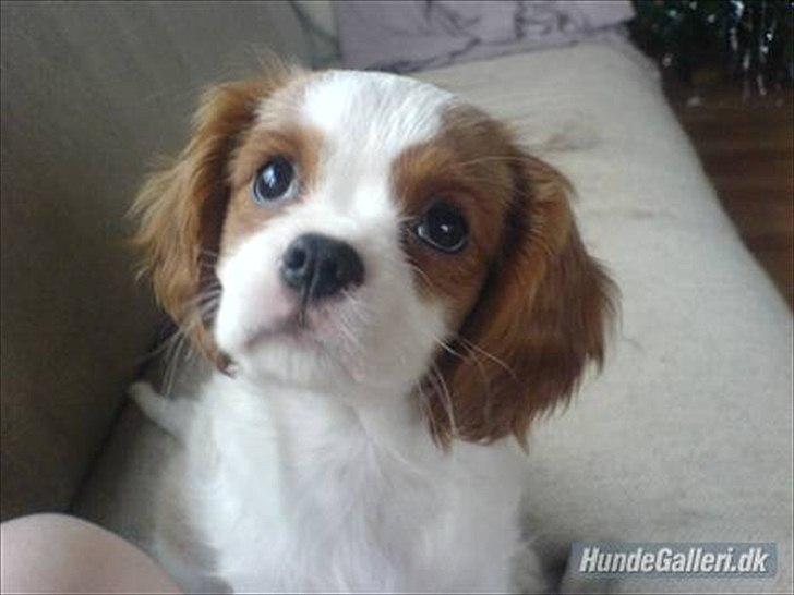 Cavalier king charles spaniel Fie - såå fiiin billede 9